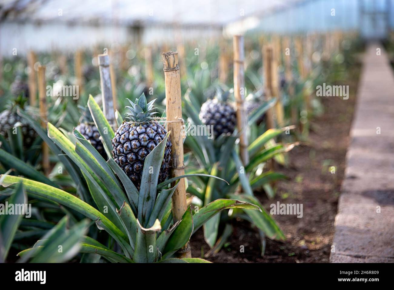 Pineapple plantation in São Miguel island, Azores, Portugal Stock Photo
