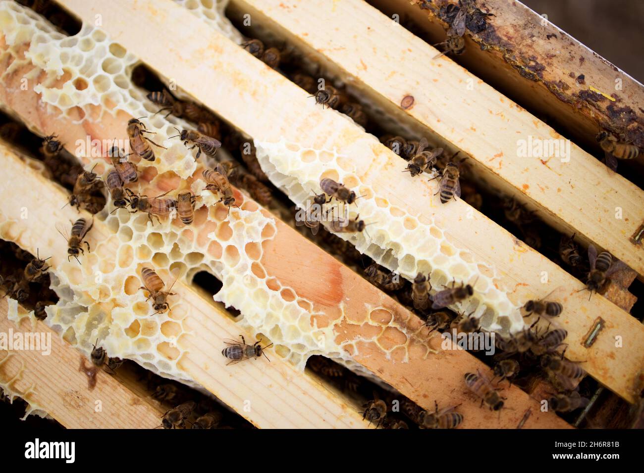 The inner workings of a langstroth hive in rural Alberta. Honeybees cluster on wax-covered frames at a honey farm. Stock Photo