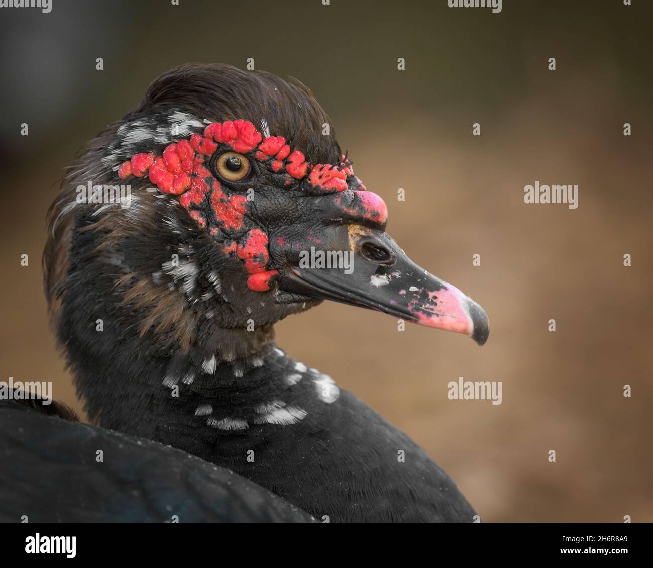 Ugly Muscovy closeup profile duck portrait with red surrounding eye Stock Photo