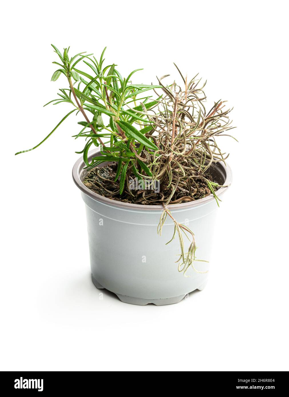 Half dead rosemary plant in gray pot isolated on white Stock Photo Alamy