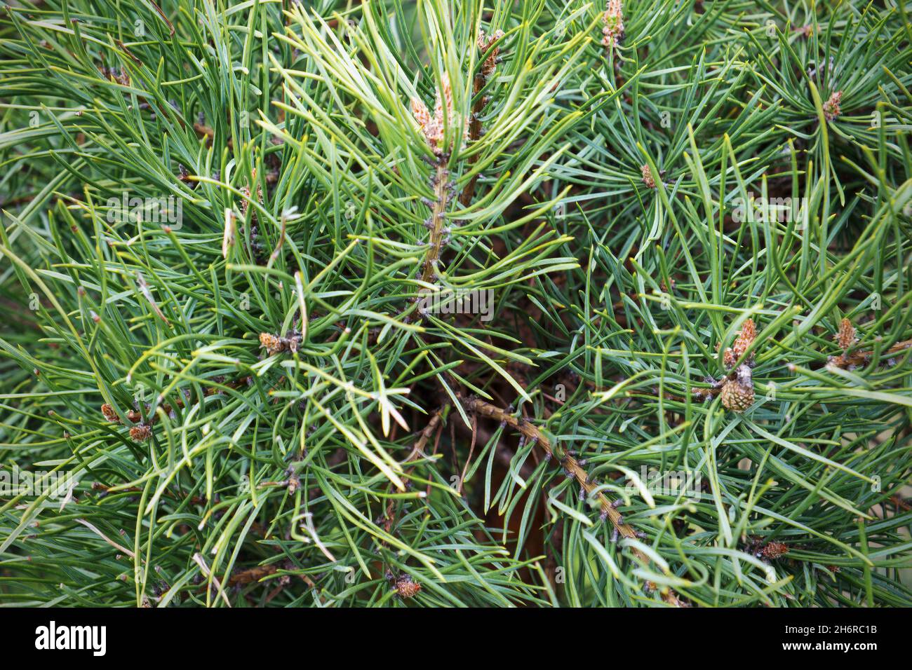 Needles of pine tree branches closeup Stock Photo - Alamy