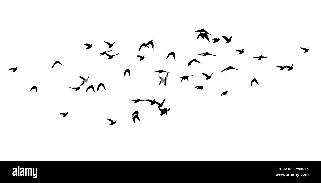 A flock of birds flying in the sky. Vector illustration Stock Vector ...