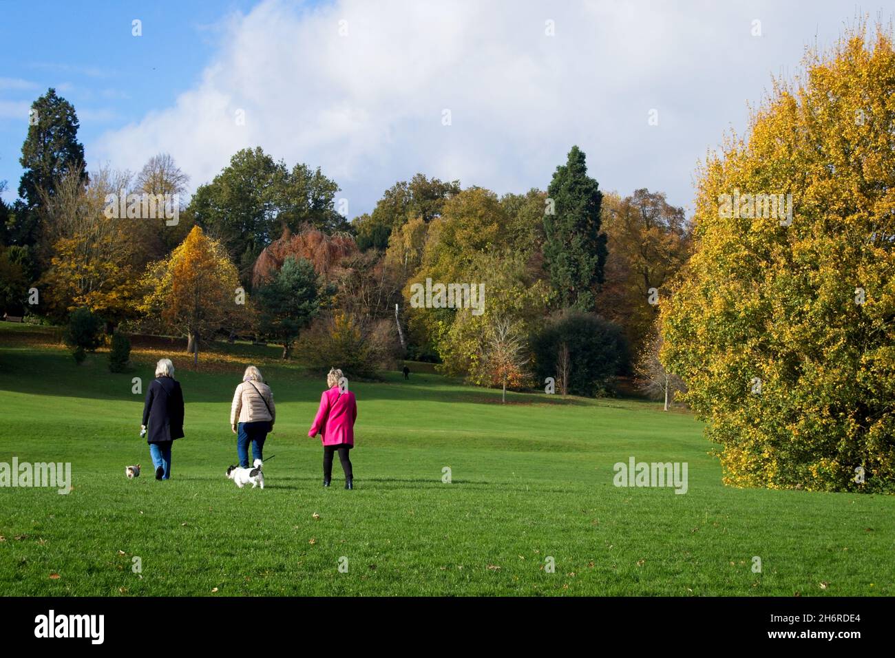 Three women walking their dogs across green grass in Darley Park, an urban park on the banks of the River Derwent in Derby City. Stock Photo