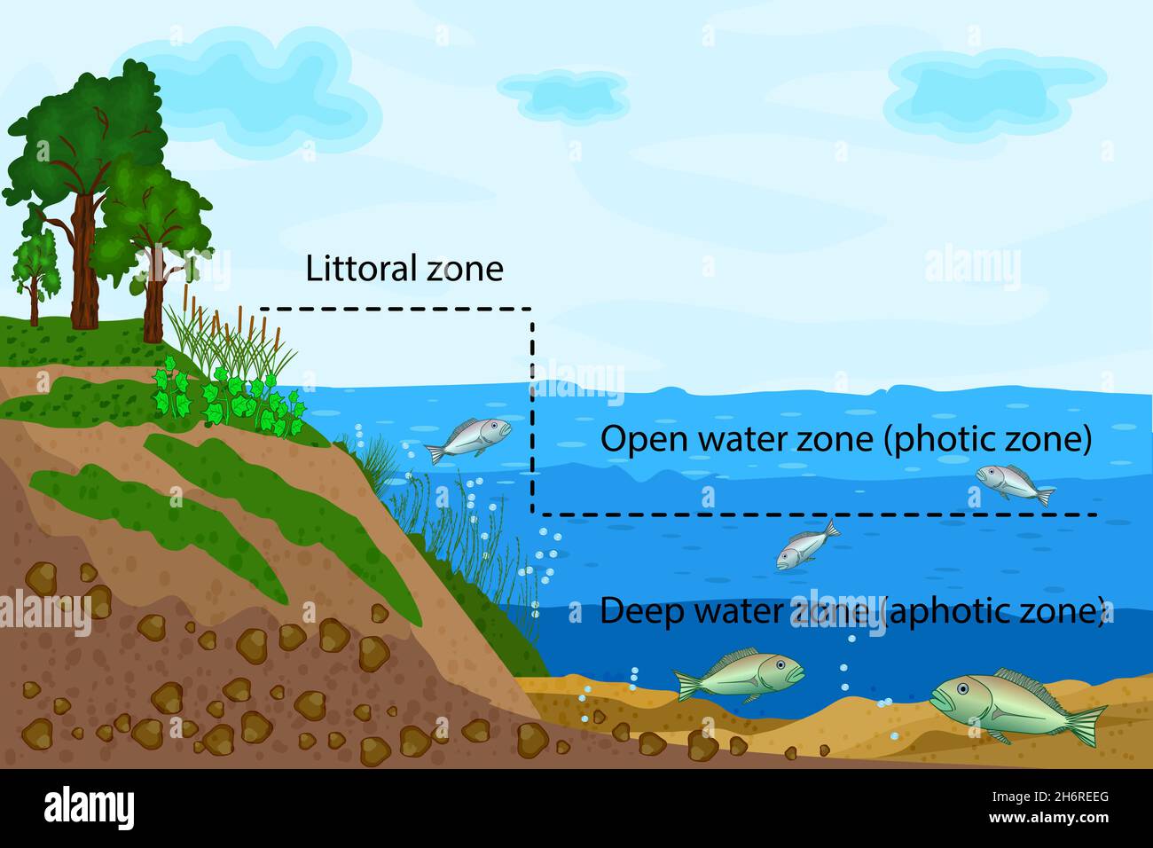 Lake ecosystem. Zonation in lake water. Pond or river freshwater zones diagram. Lake ecosystems division into littoral,open water and deep water zones Stock Vector
