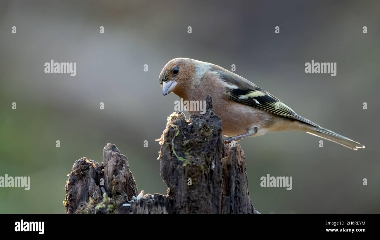 bird, robin, natur, wild lebende tiere, ast, tier, rot, schnabel, wild, baum, frühling, finch Stock Photo