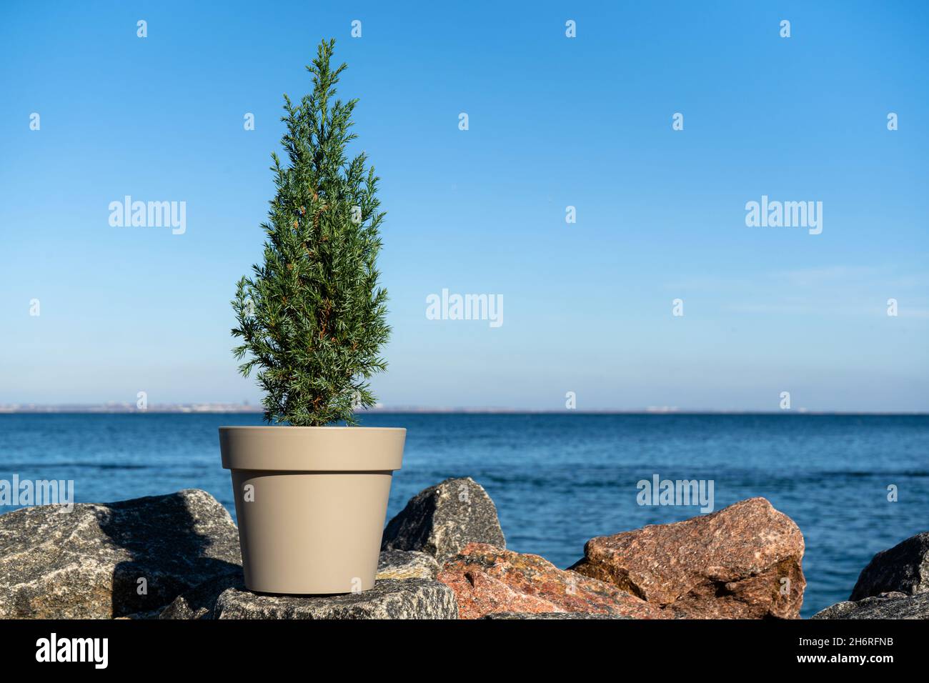 A small Chinese tree in a pot without decorations on granite stones by the sea. Juniper stricta. Eco Christmas concept. Copy space Stock Photo