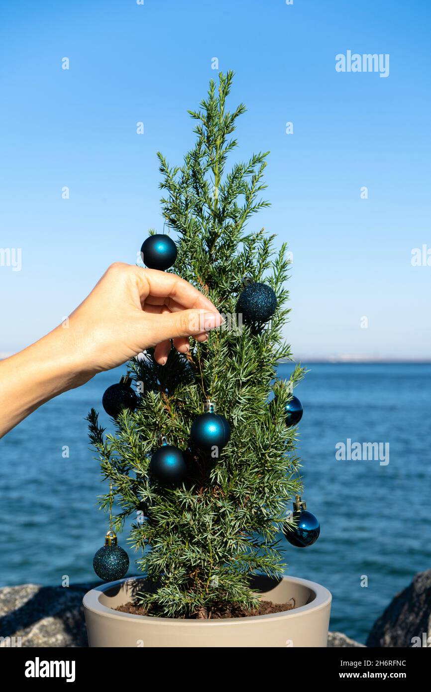 Small Chinese tree decorated with blue Christmas balls on granite stones by the sea. Juniperus chinensis Stricta. Vertical photo Stock Photo