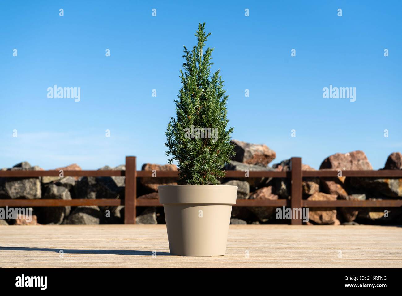 A small Chinese Christmas tree in a pot without decorations on a wooden pier with granite stones by the sea. Juniper stricta. Eco christmas concept Stock Photo