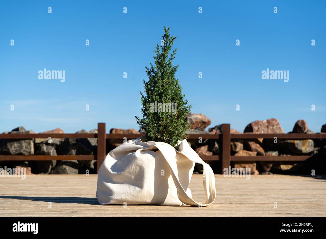 A small Chinese Christmas tree without decorations in canvas tote bag on a wooden pier with granite stones by the sea. Juniper stricta. Stock Photo