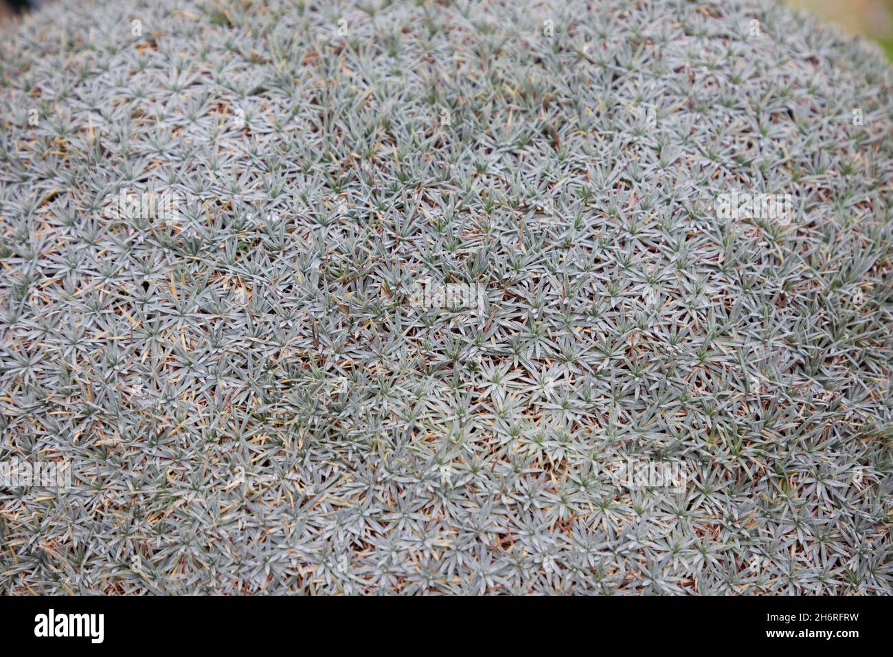 Close up of Acontholimon armenum. Stock Photo