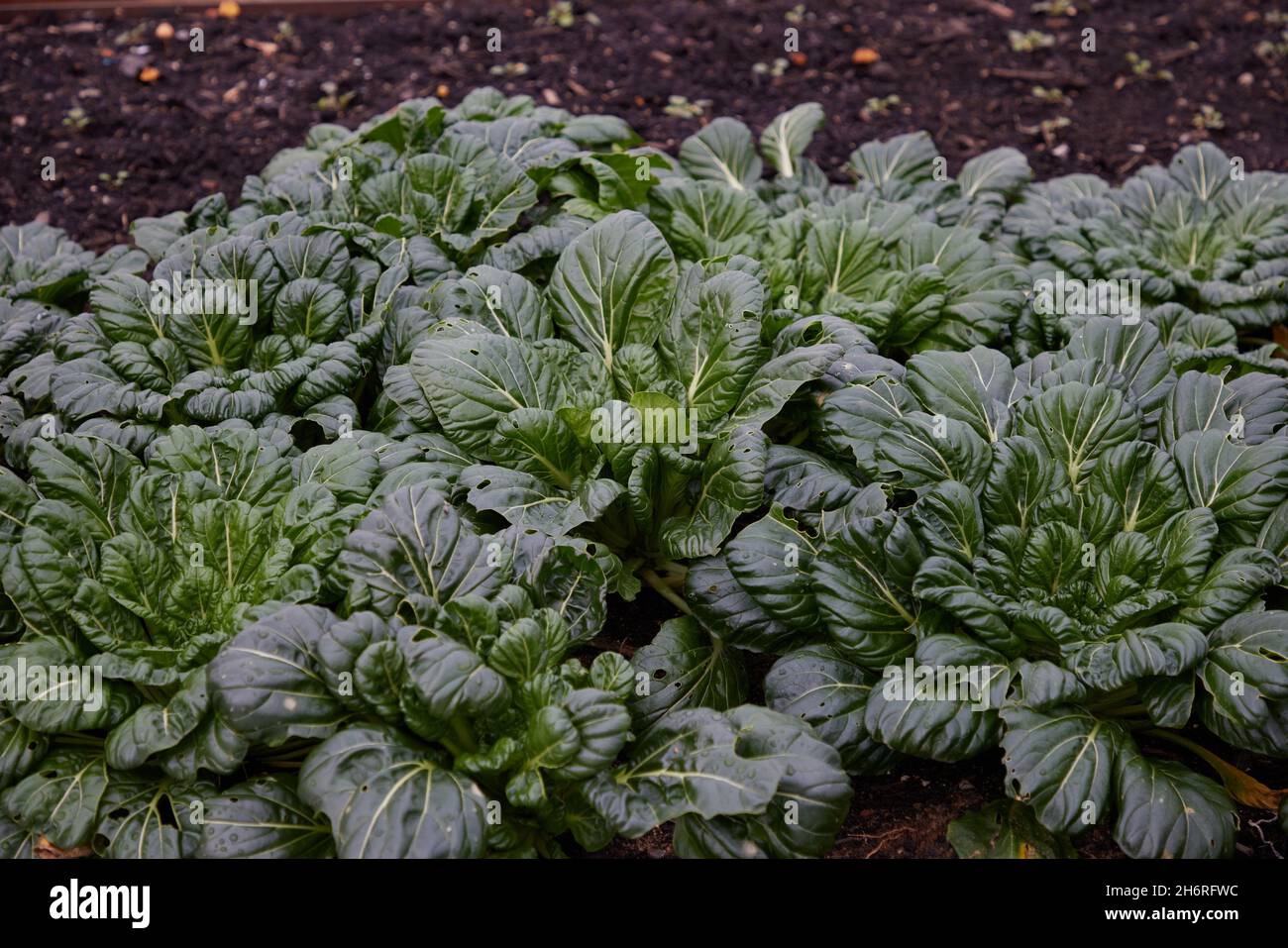 Winter vegetable Tatsoi Rosette Pak Choi plants with shiny salad leaves. Stock Photo