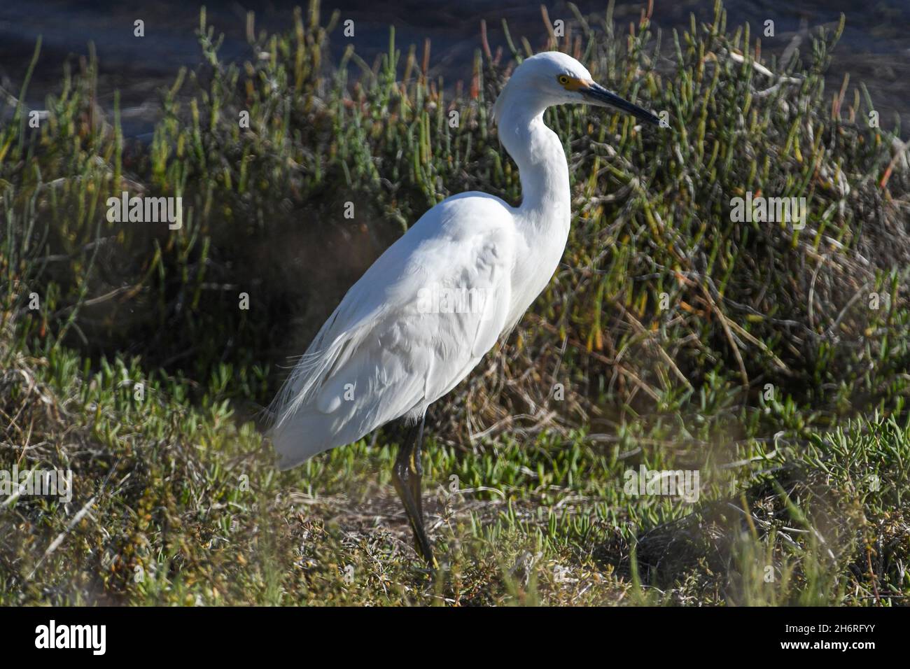 Snowy Egret forages for food on the banks of the San Diego River, near Mission Bay, in San Diego, California Stock Photo