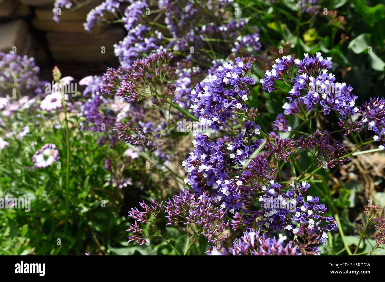Springtime flowers in San Diego, California Stock Photo