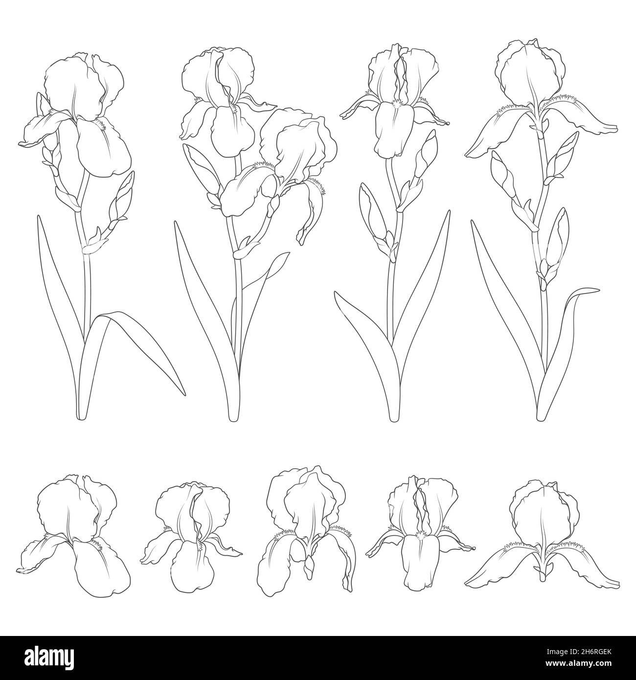 Set of black and white illustrations with iris flowers. Isolated vector objects on white background. Stock Vector