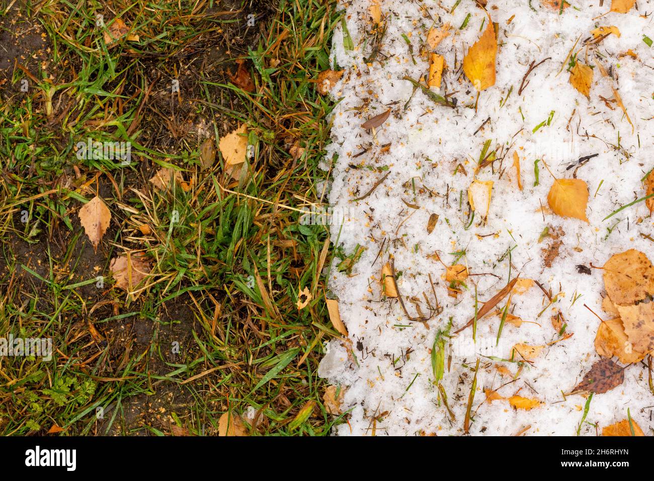 Background in the form of green grass with autumn leaves and snow. Stock Photo
