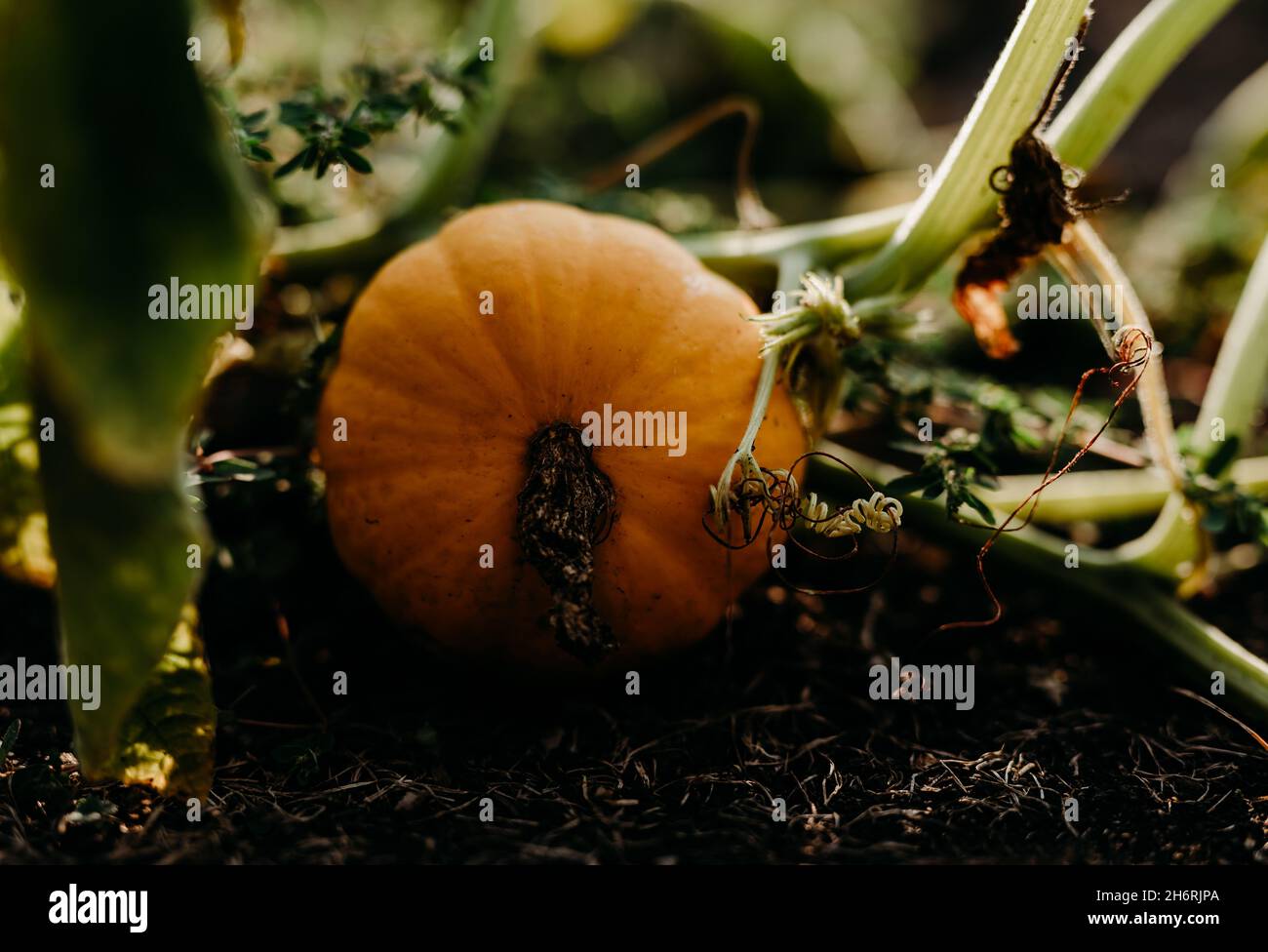 Closeup shot of a pumpkin growing in the soil on a farm Stock Photo - Alamy
