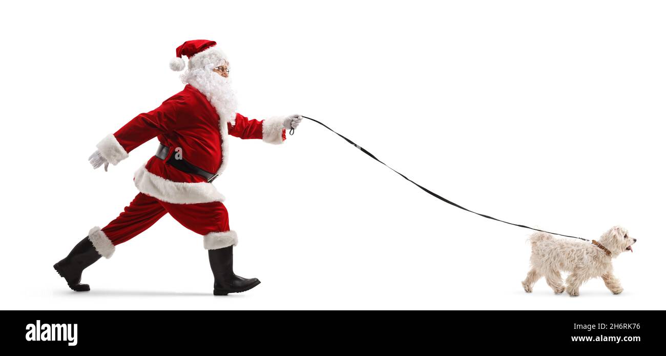 Full length profile shot of a santa claus walking with a poodle dog on ...