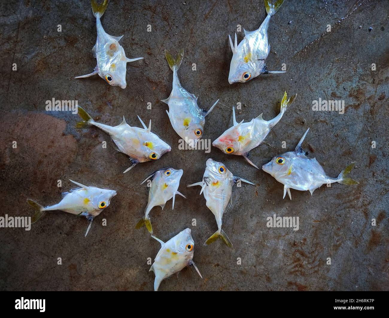 Top view of a group of shortnosed tripod fish Stock Photo Alamy