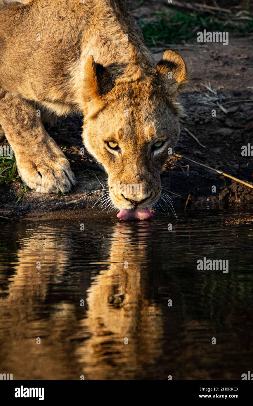 A lioness, Panthera leo, drinks water, reflection in water Stock Photo