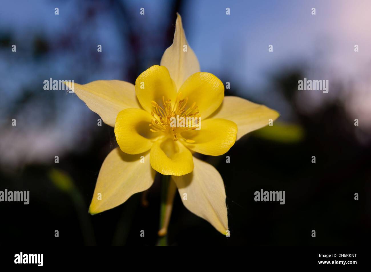Closeup shot of a golden columbine or Yellow queen (Aquilegia chrysantha) flower in the sun Stock Photo