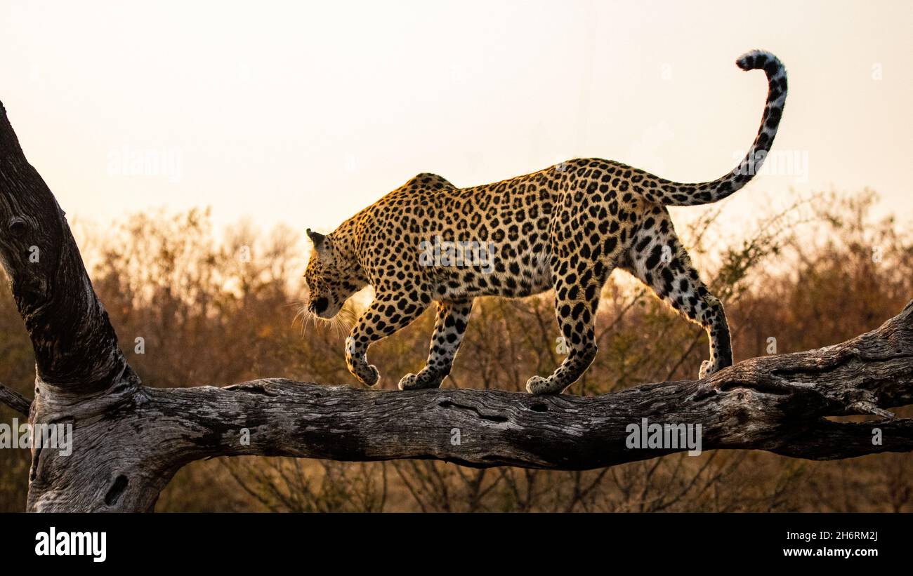 A leopard, Panthera pardus, balances along a log at sunset Stock Photo