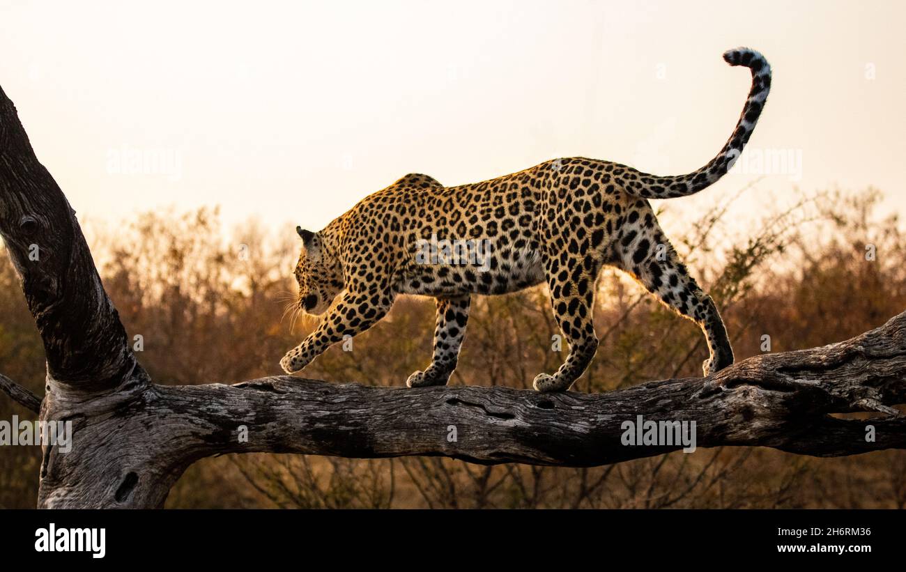 A leopard, Panthera pardus, balances along a log at sunset Stock Photo