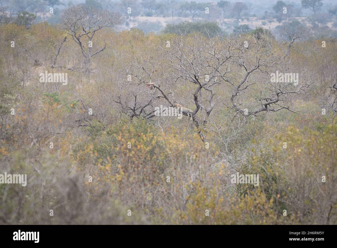 Landscape with Gum arabic trees, Acacia senegal Stock Photo