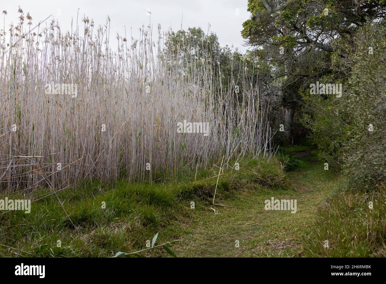 A path through the reeds and trees on a riverbank. Stock Photo