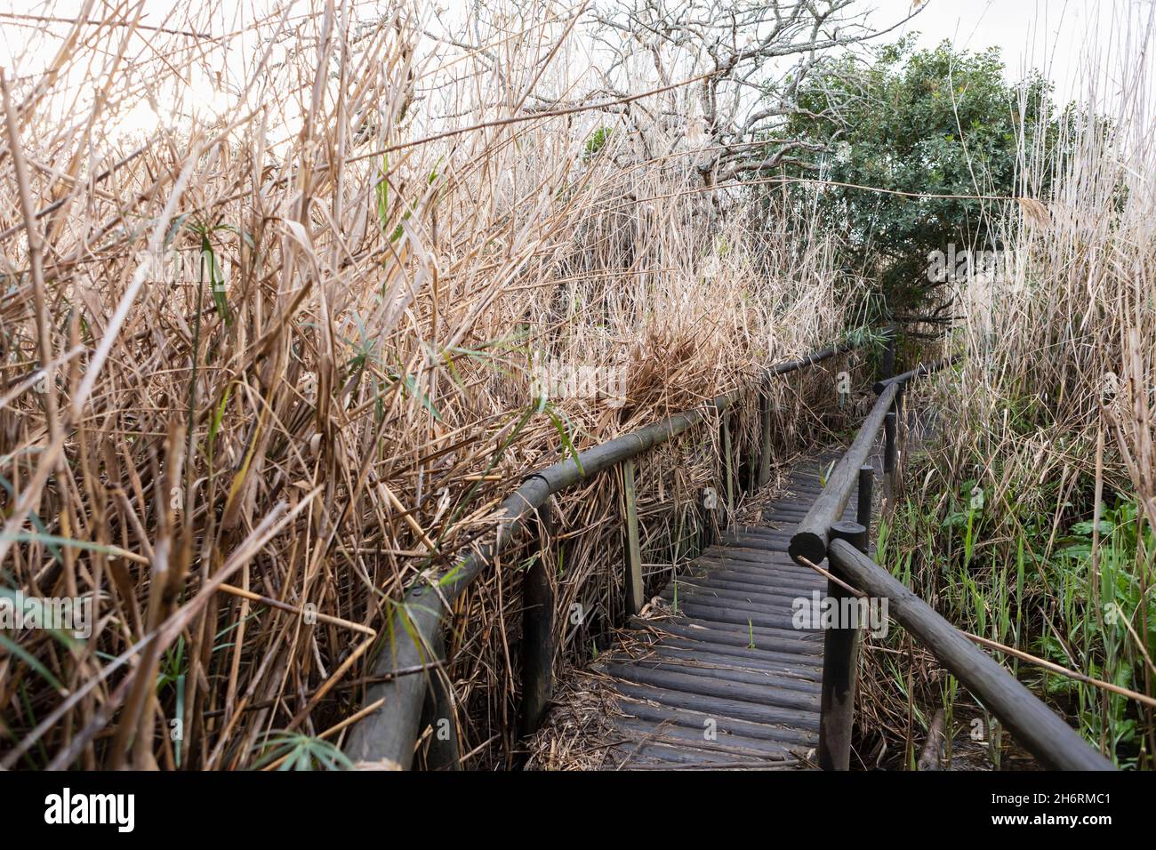 A walkway through the reeds, above the soggy ground and marshes on a riverbank. Stock Photo
