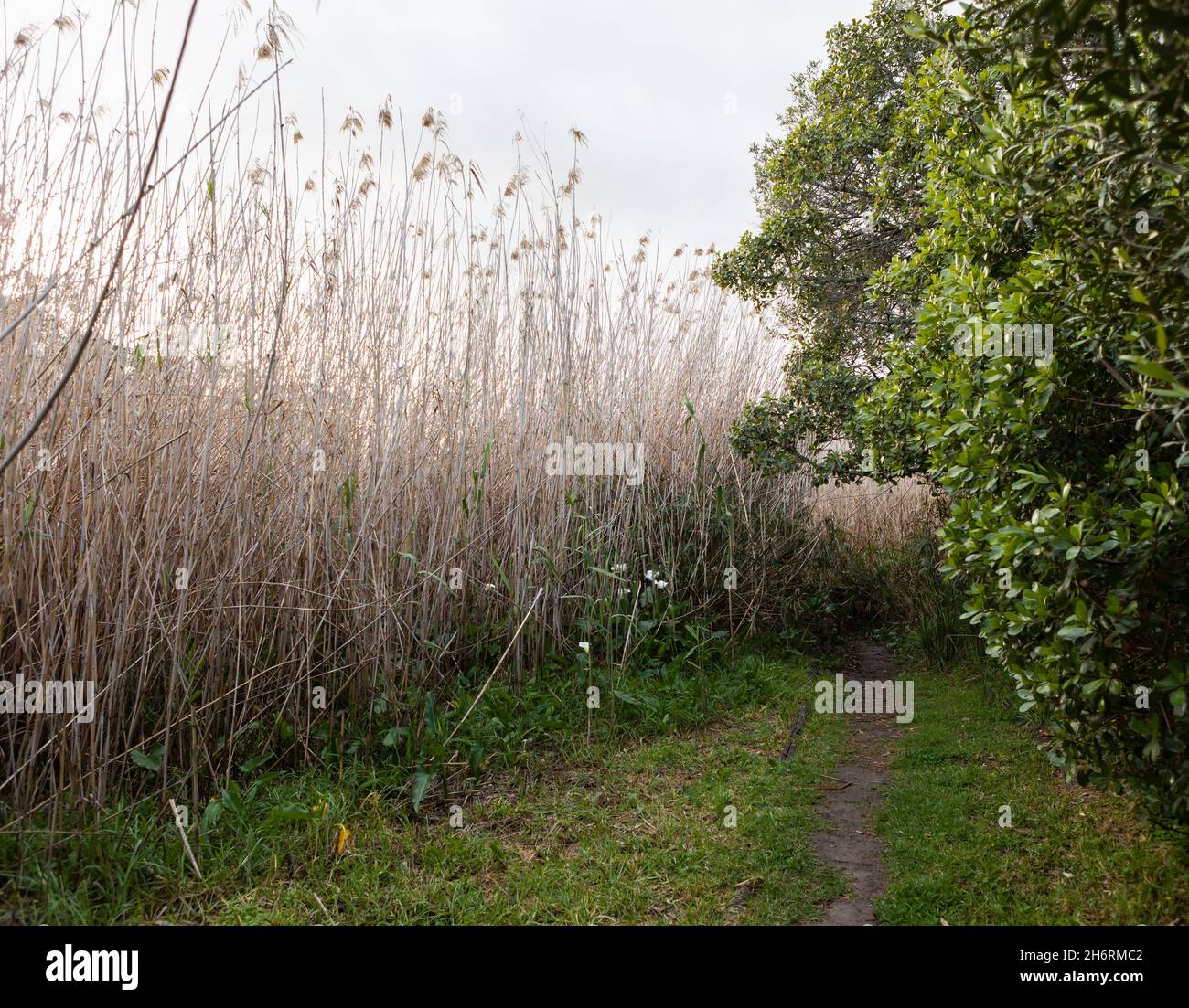 A path through the reeds and trees on a riverbank. Stock Photo