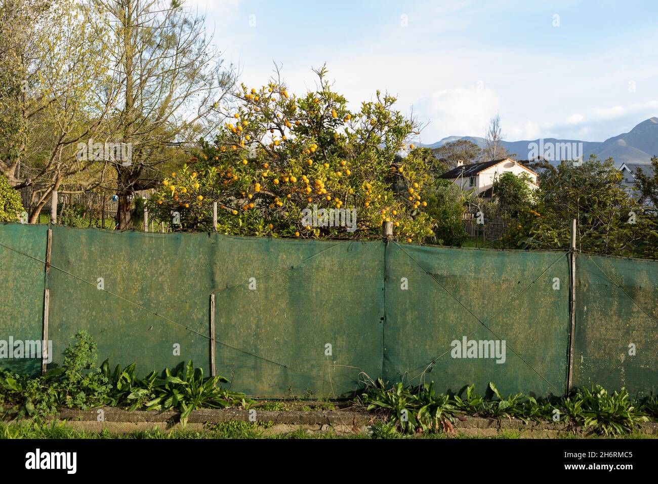 A fruit tree and garden fence Stock Photo Alamy