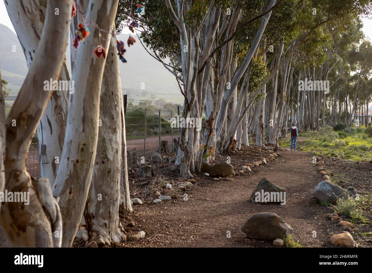 Nature reserve and walking trail, a path through mature blue gum trees and a mountain view, early morning. Stock Photo