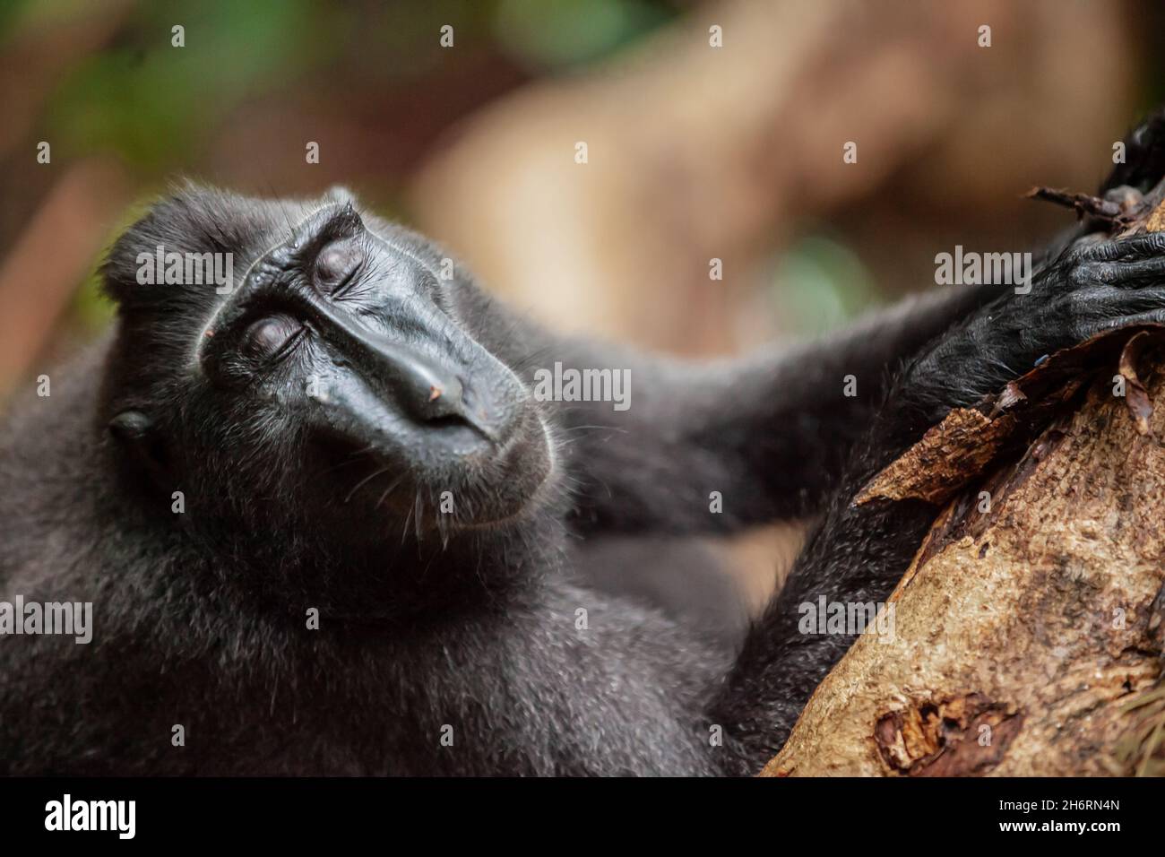 Portrait Crested black macaque with its eyes closed, Tangkoko National Park, Indonesia Stock Photo