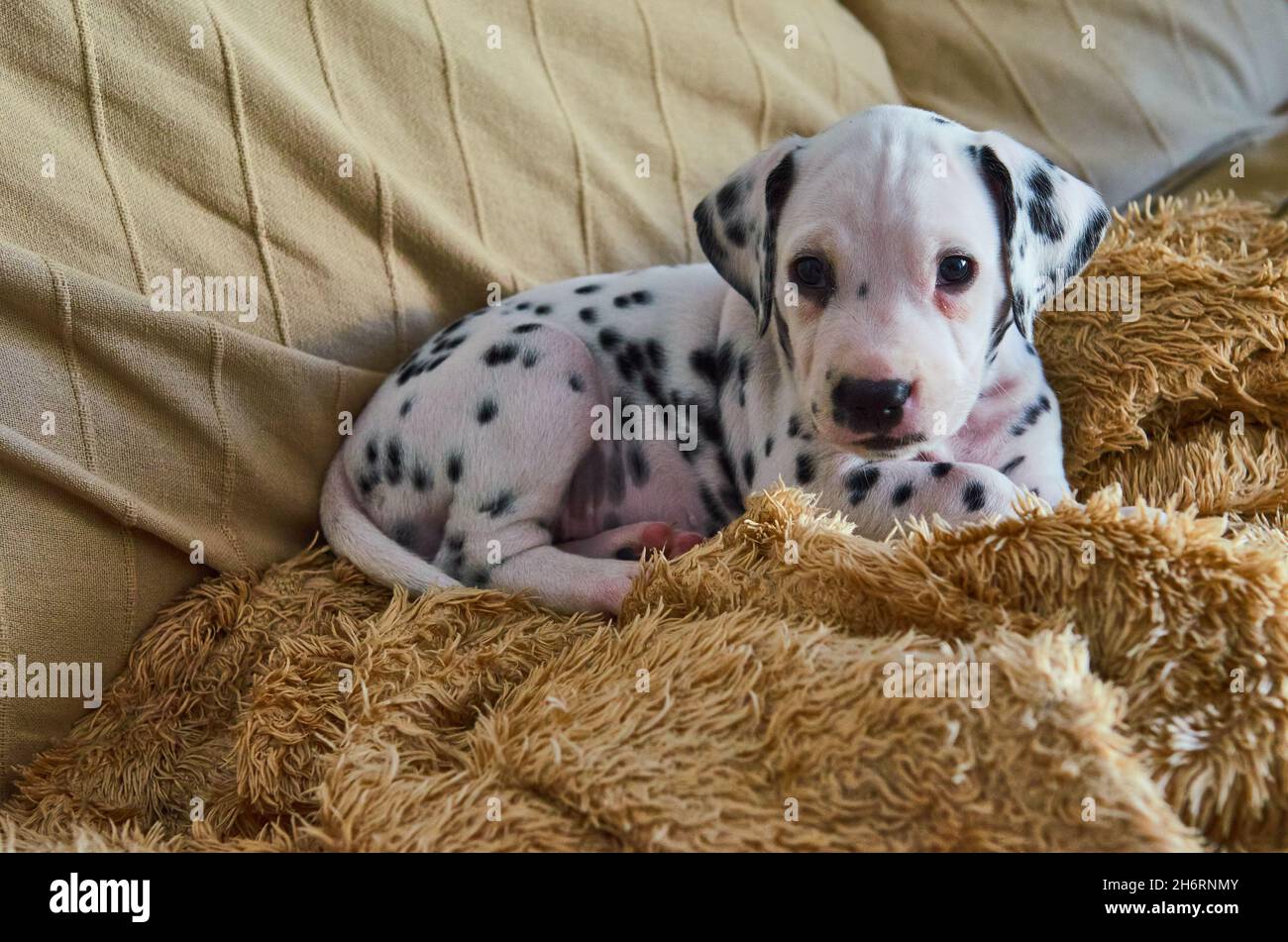 Brown And White Dalmatian High Resolution Stock Photography and ...