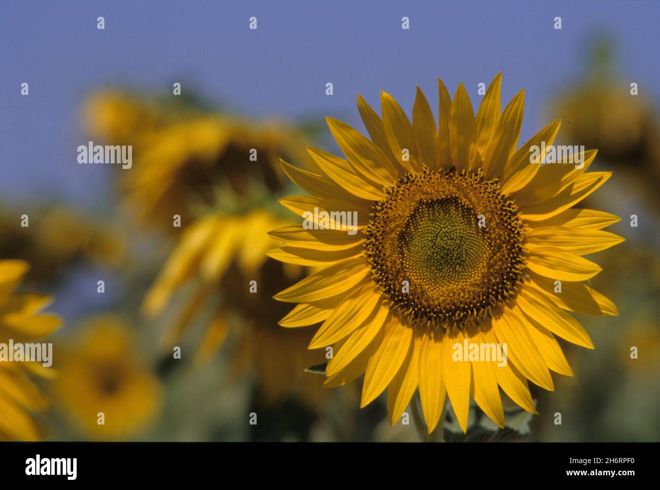 sunflowers urbino italy Stock Photo