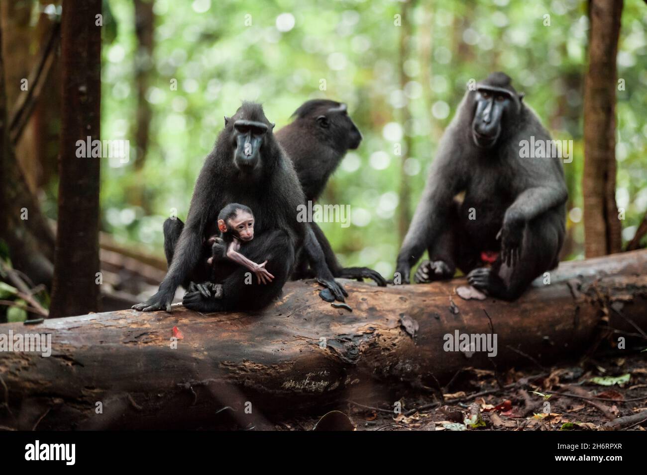 A family of Crested black macaques sitting on a large tree branch on ...