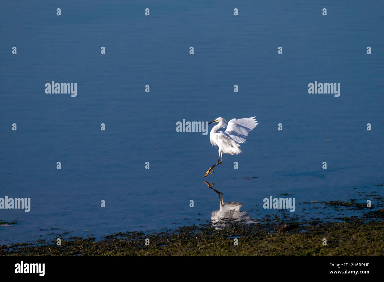 Snowy egret landing in Upper back bay, Newport Beach California Stock Photo