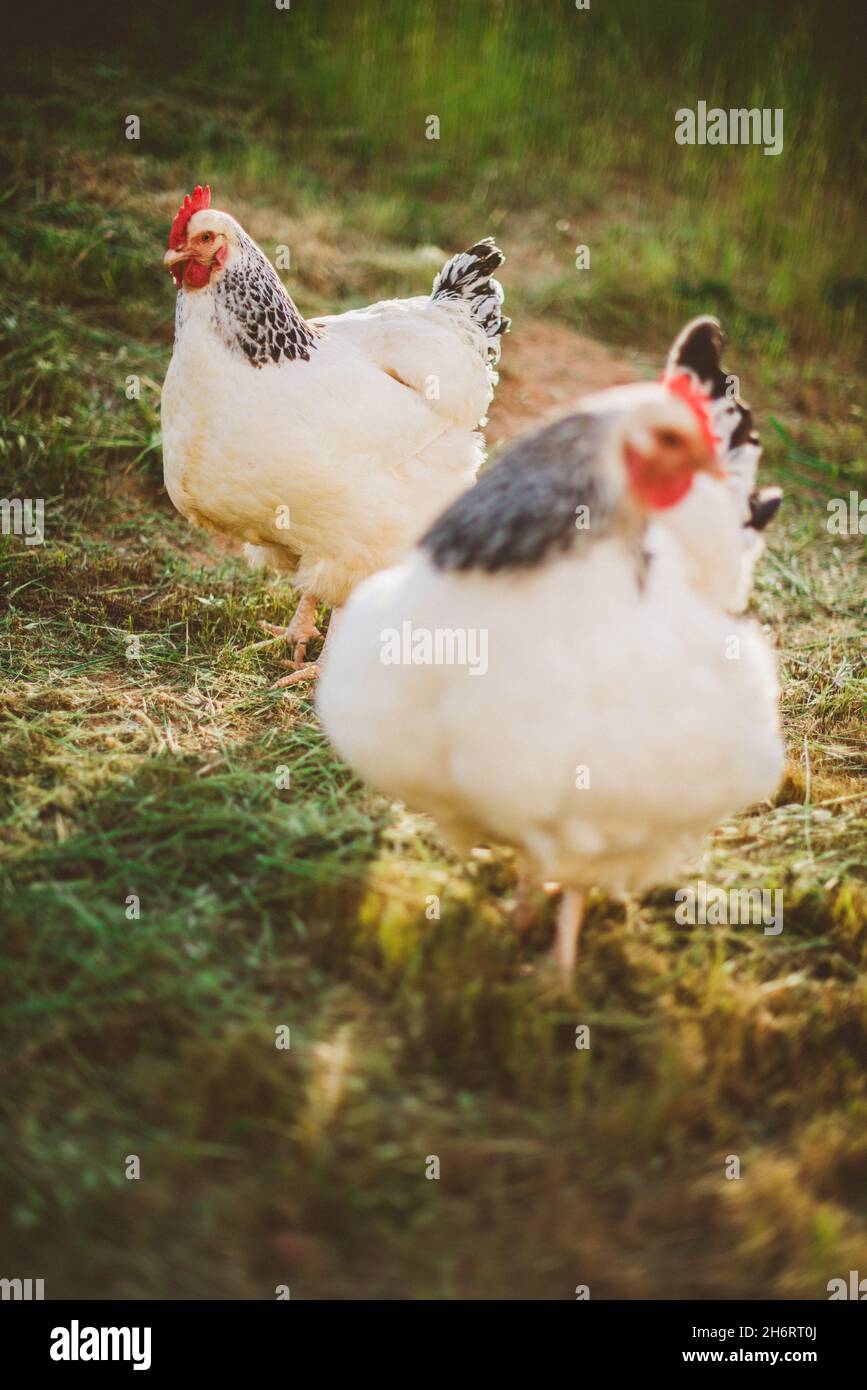 Red rooster hi-res stock photography and images - Page 21 - Alamy