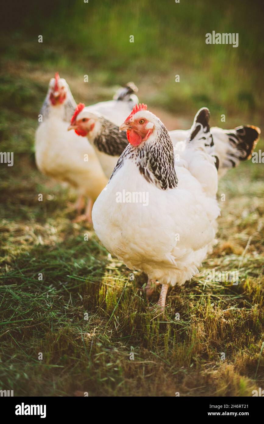 Three Light Sussex chickens free ranging on farm Stock Photo