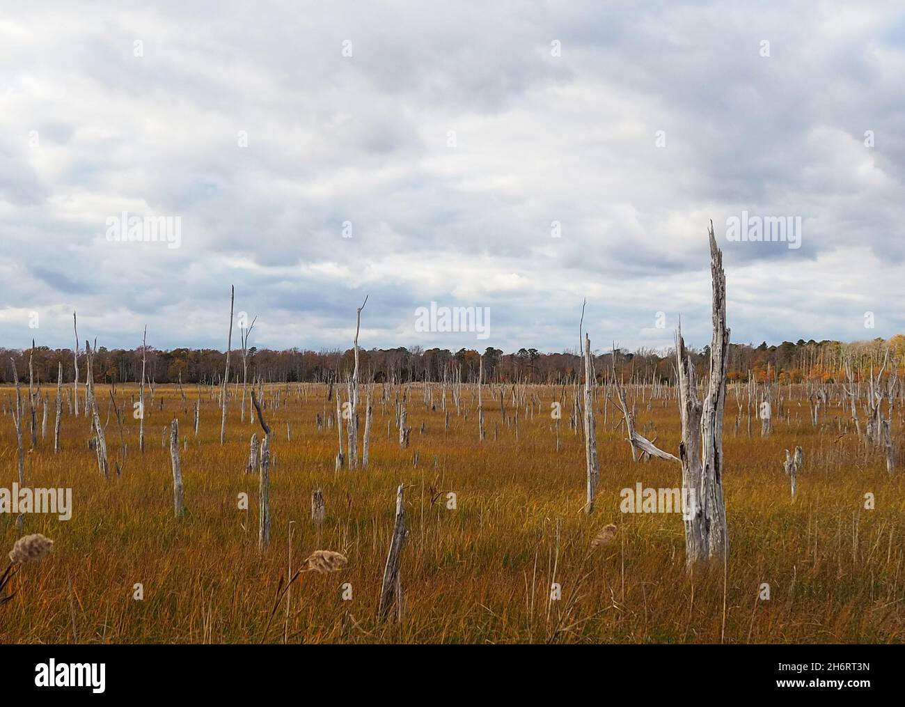 Old, dry tree trunks bleached by sun and salt water remain standing in a wide landscape of marsh grasses on an autumn day. Stock Photo