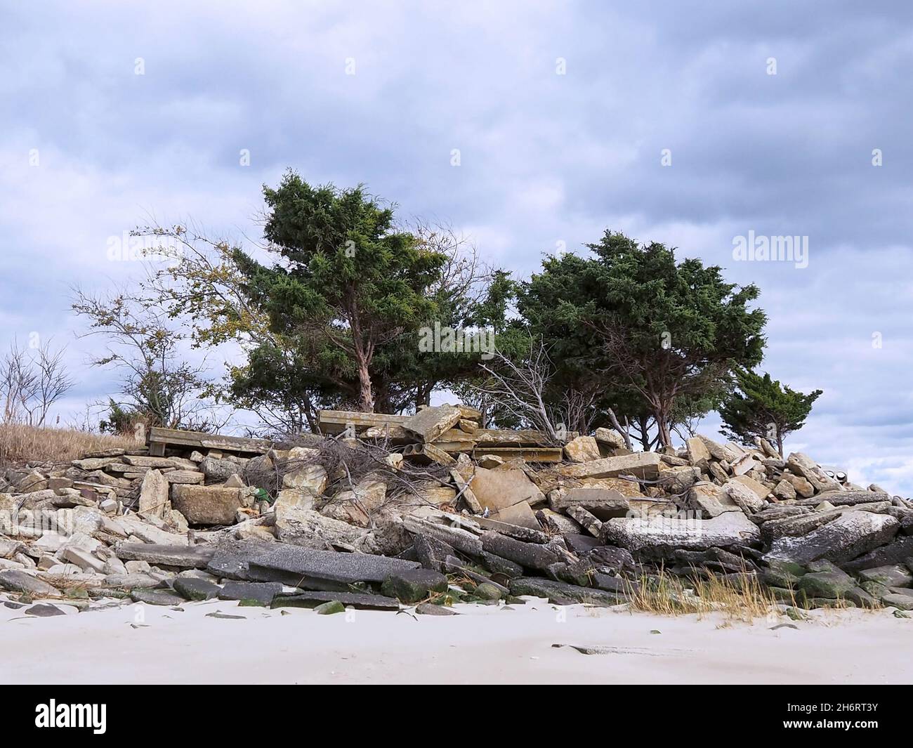 A small grouping of windblown Loblolly Pine trees grows out of a heaping pile of old concrete, asphalt and other demolished construction material on a Stock Photo