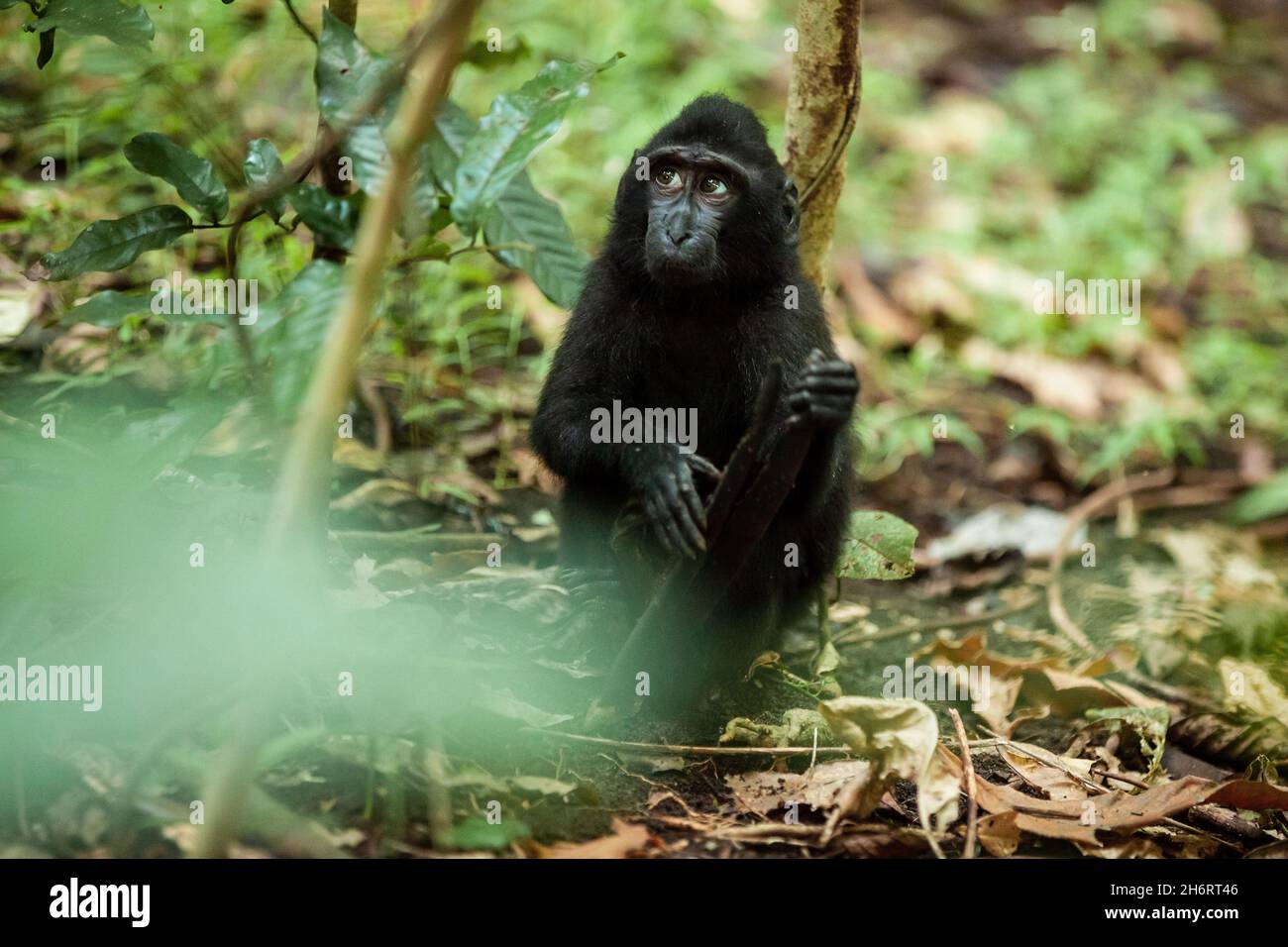 A cute Celebes crested macaque holds a piece of wood, Tangkoko National Park, Indonesia Stock Photo