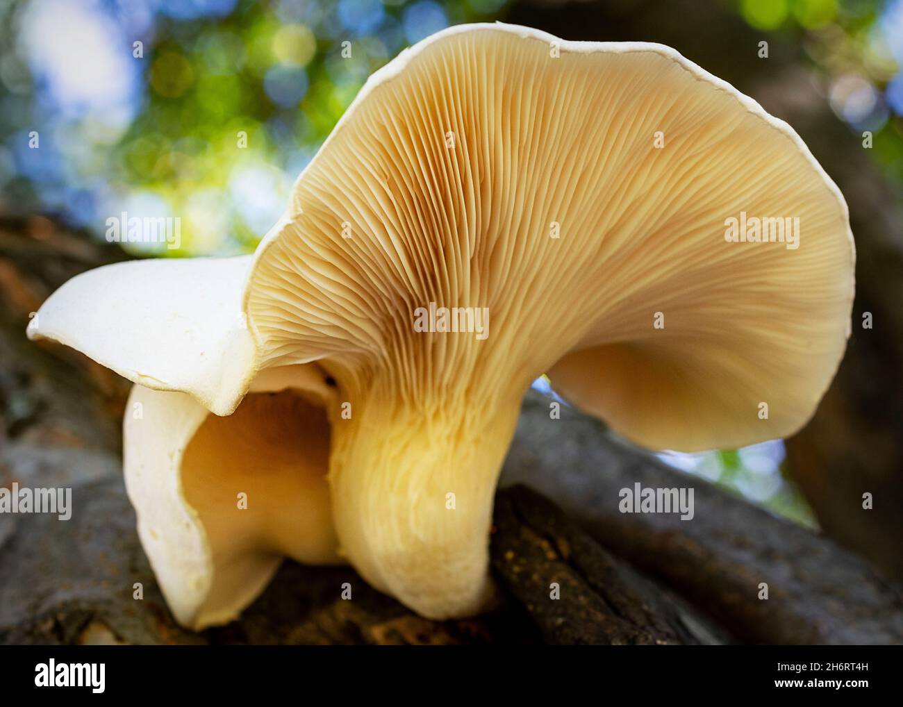 Looking up into the gills of a common oyster mushroom. Stock Photo