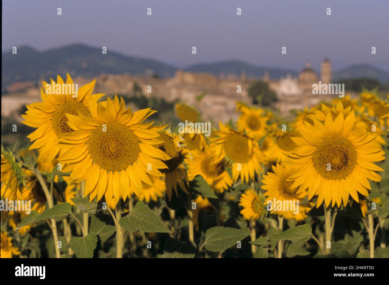 sunflowers urbino italy Stock Photo