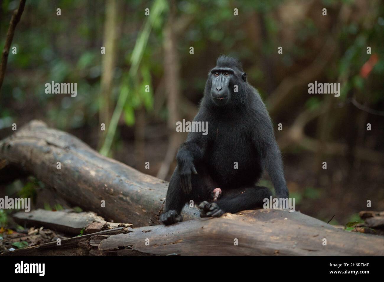 A portrait of macaca nigra relaxes in the jungle Stock Photo