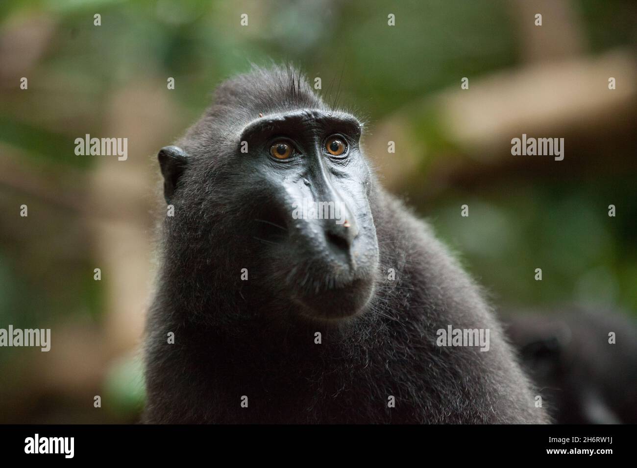 Cute portrait of celebes crested macaque Stock Photo