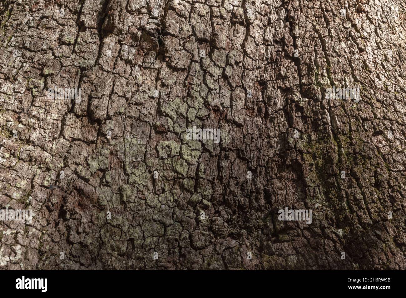 A close-up of the texture of tree bark photographed at historic Blakeley State Park near Spanish Fort, Alabama. Stock Photo