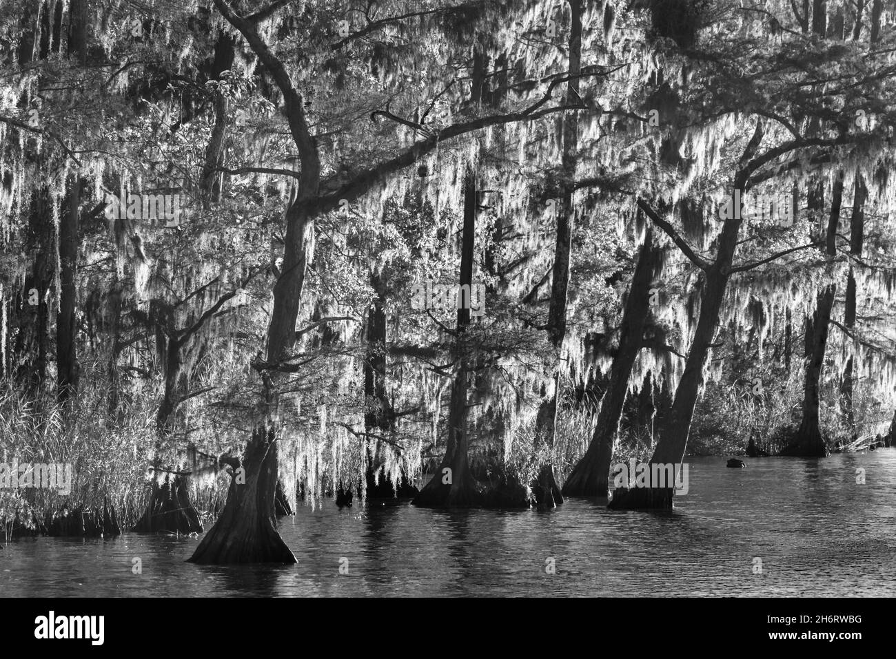 Cypress trees line the banks of the Tensaw River at historic Blakeley State Park near Spanish Fort, Alabama. Stock Photo