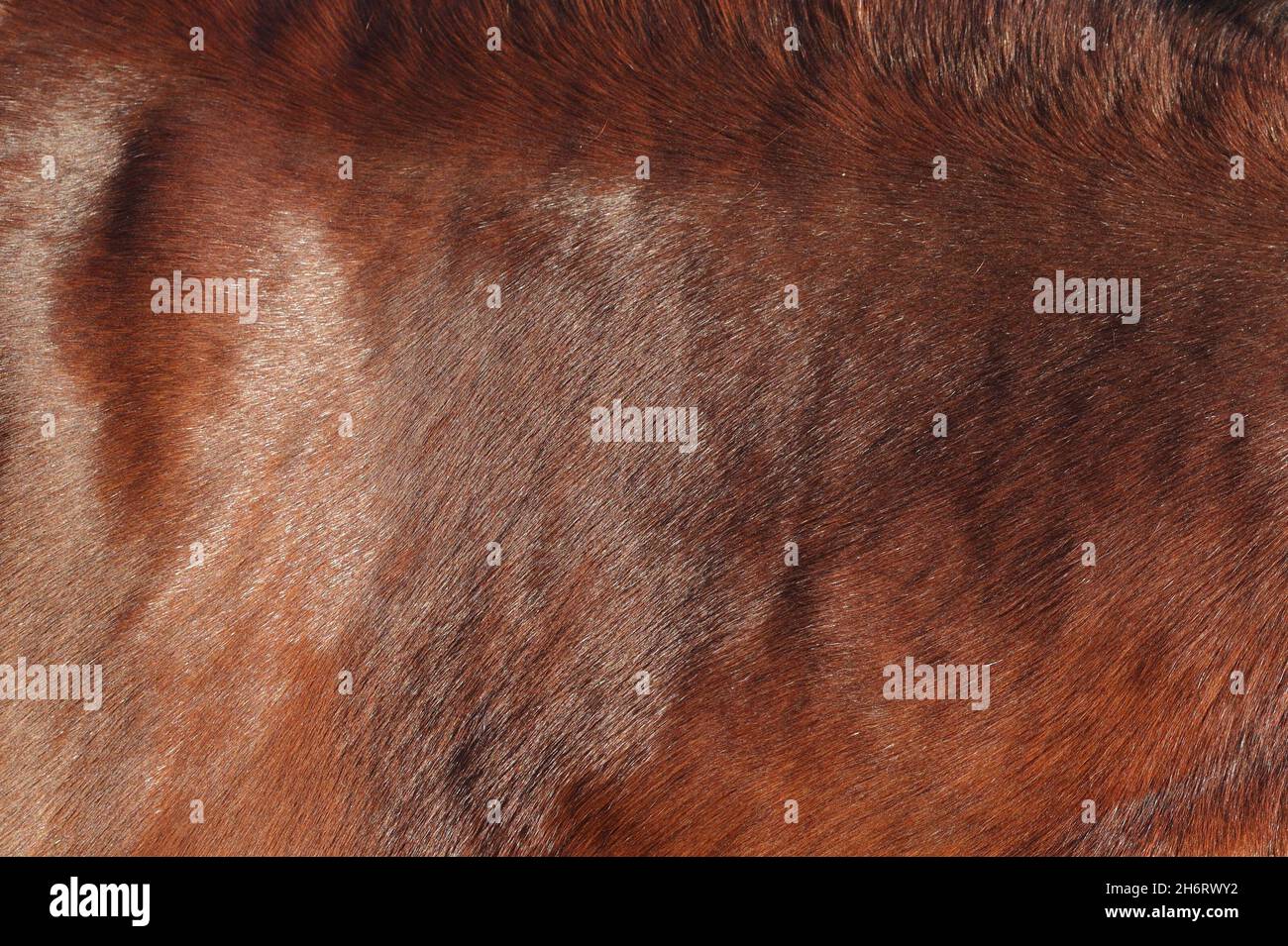 light brown horse skin background Stock Photo