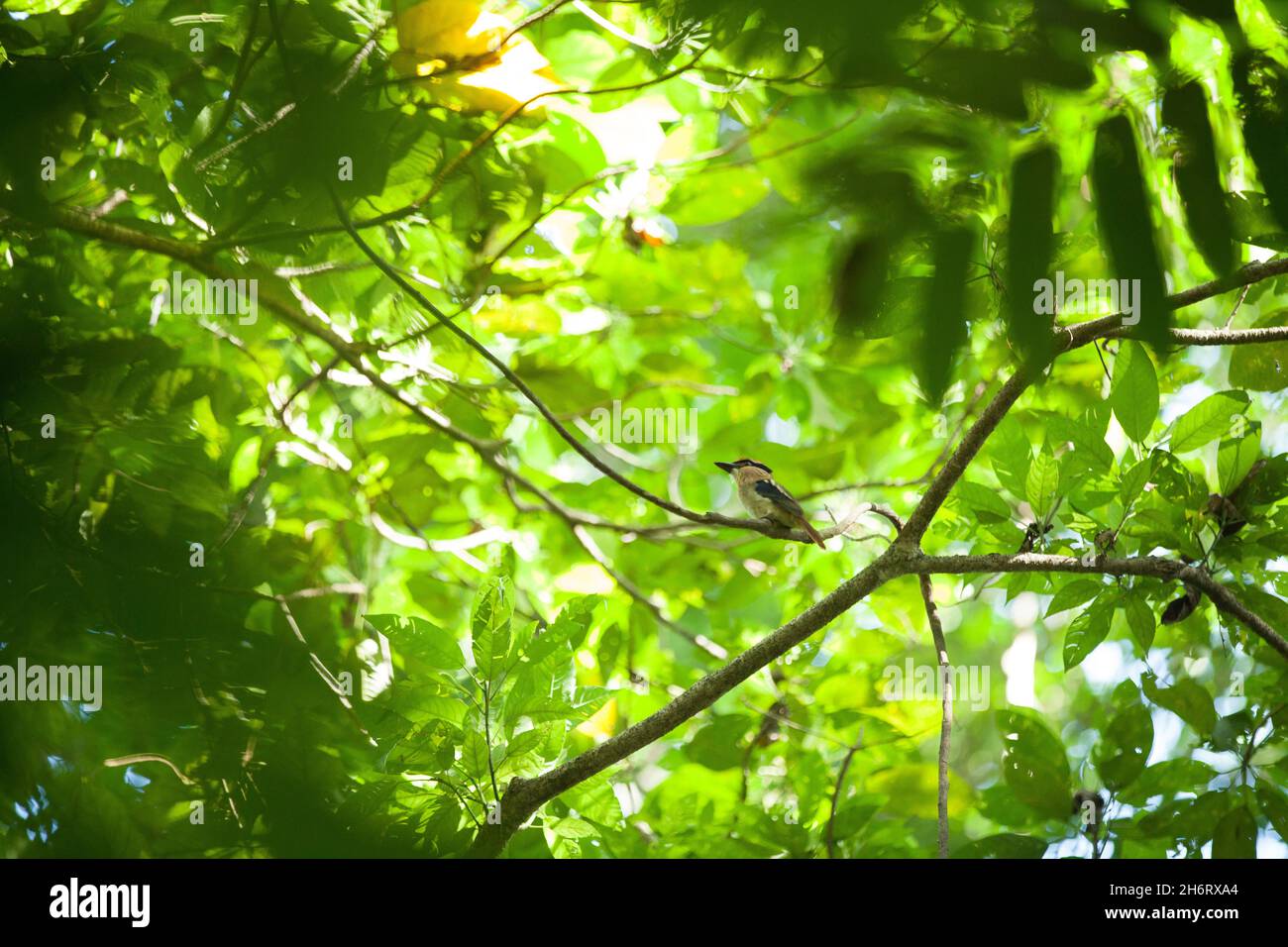 Tiny bird sits in the colorful foliage of the rainforest Stock Photo